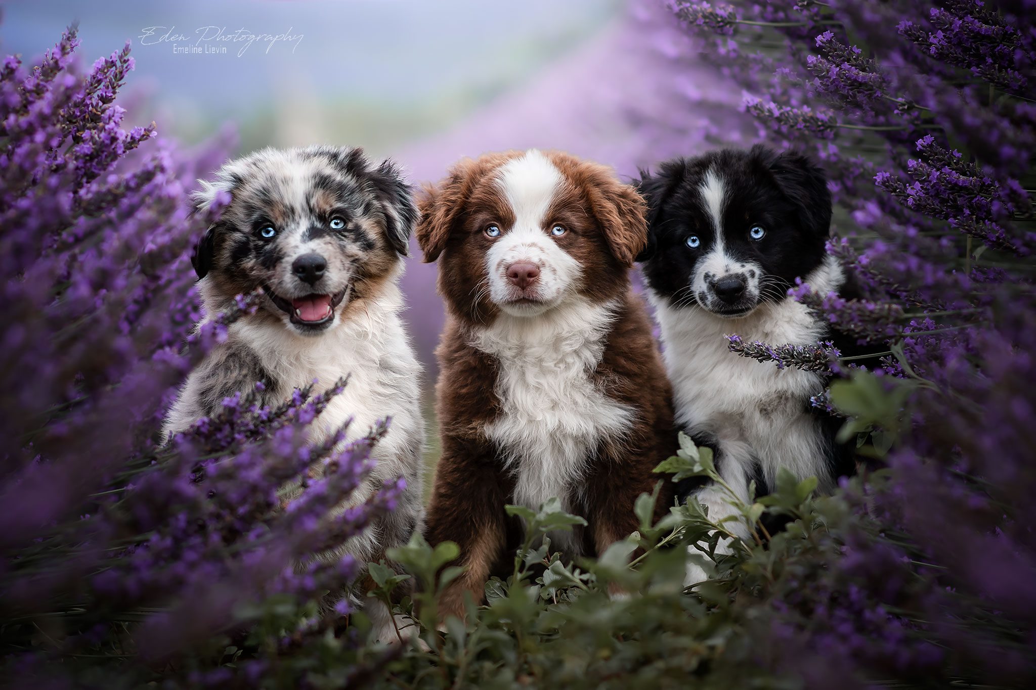 67266124_2356182471321350_6196533580626132992_o