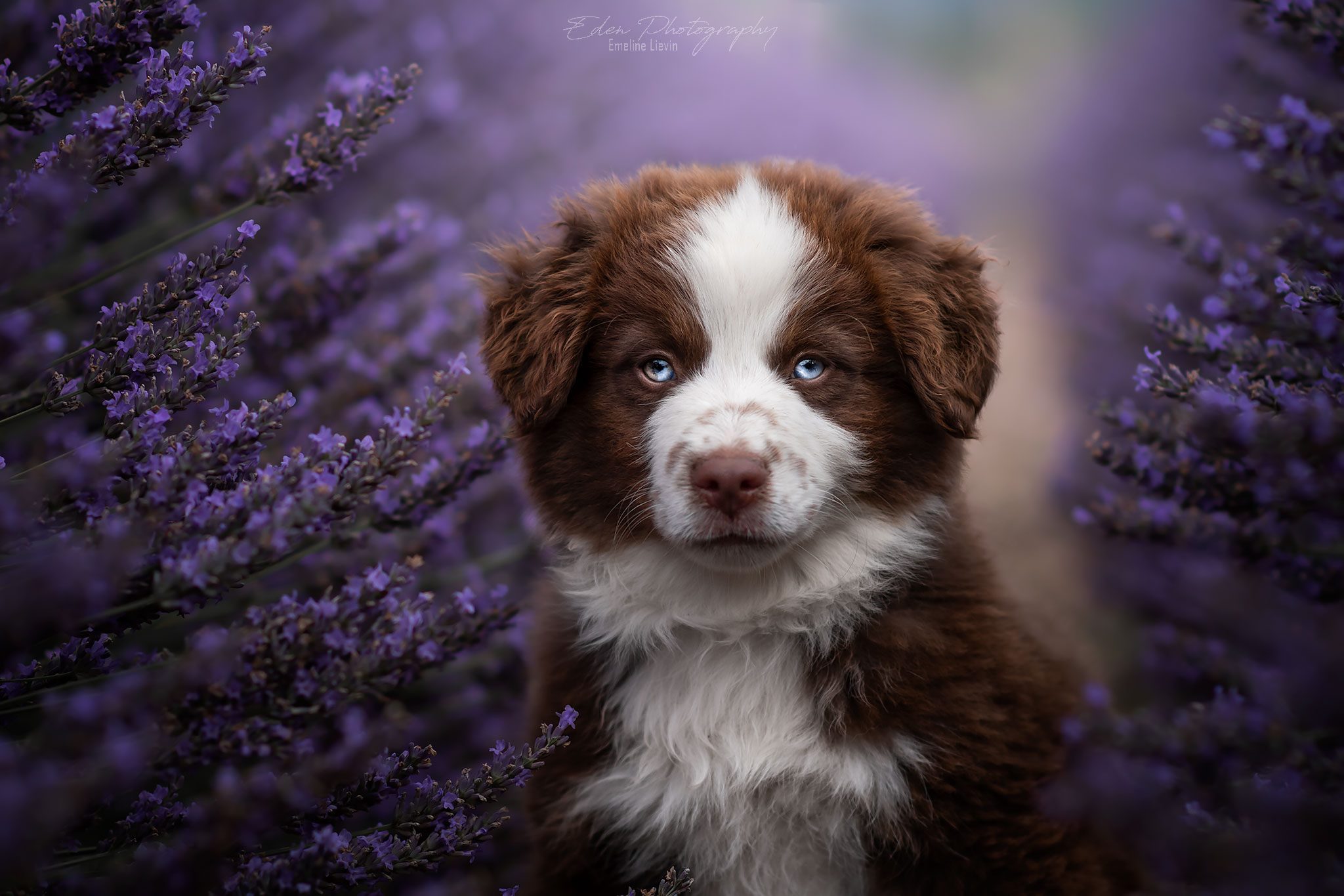 67283627_2356182401321357_5761809304596250624_o