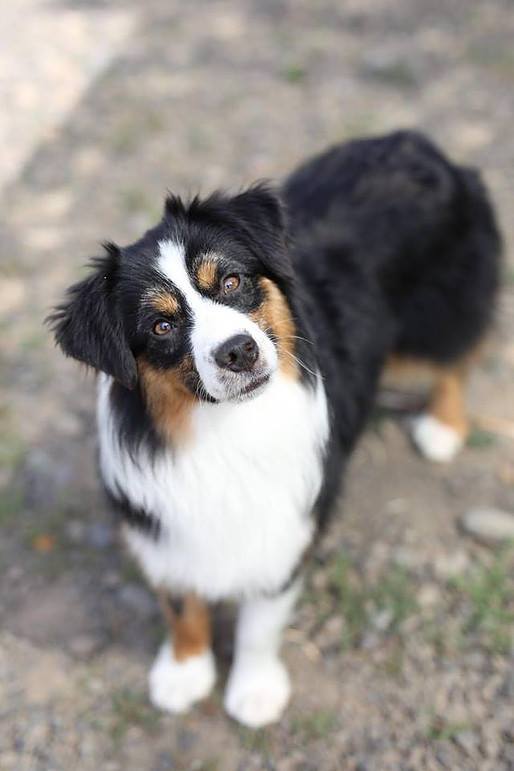 53095689_2215961088424438_6397076177885855744_n