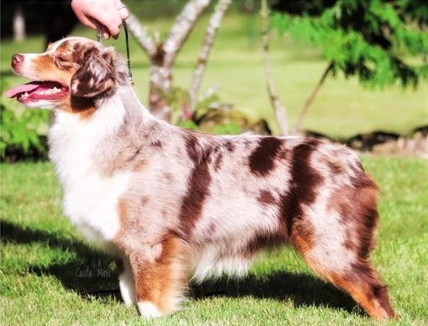 87471408_2908245592529314_625598296315920384_n