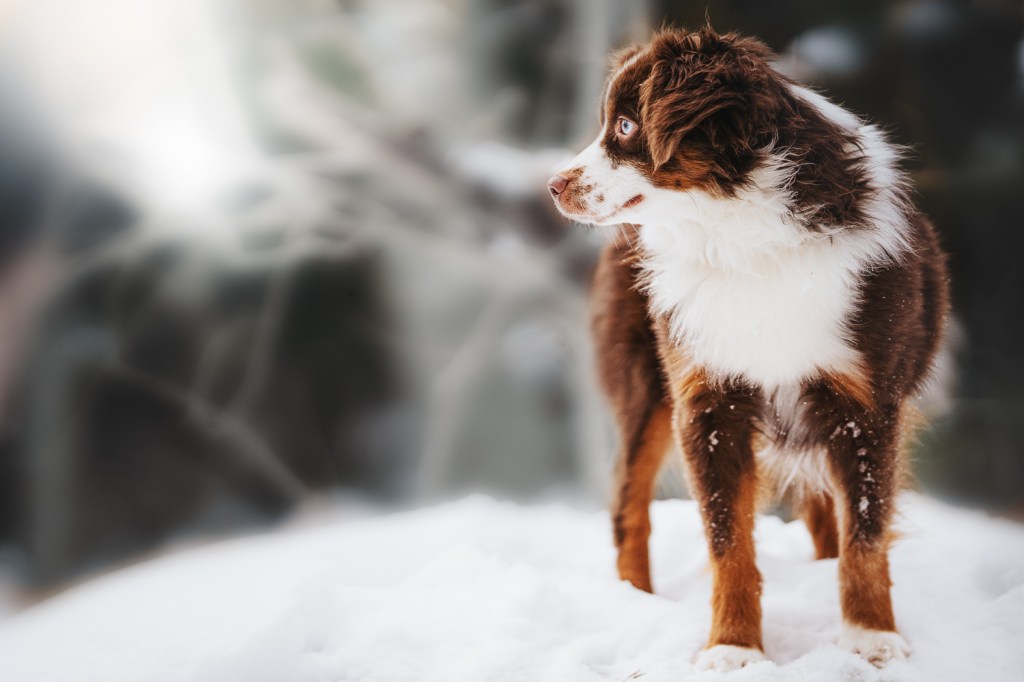 Denna bild har ett alt-attribut som är tomt. Dess filnamn är dsc04686-redigera.jpg