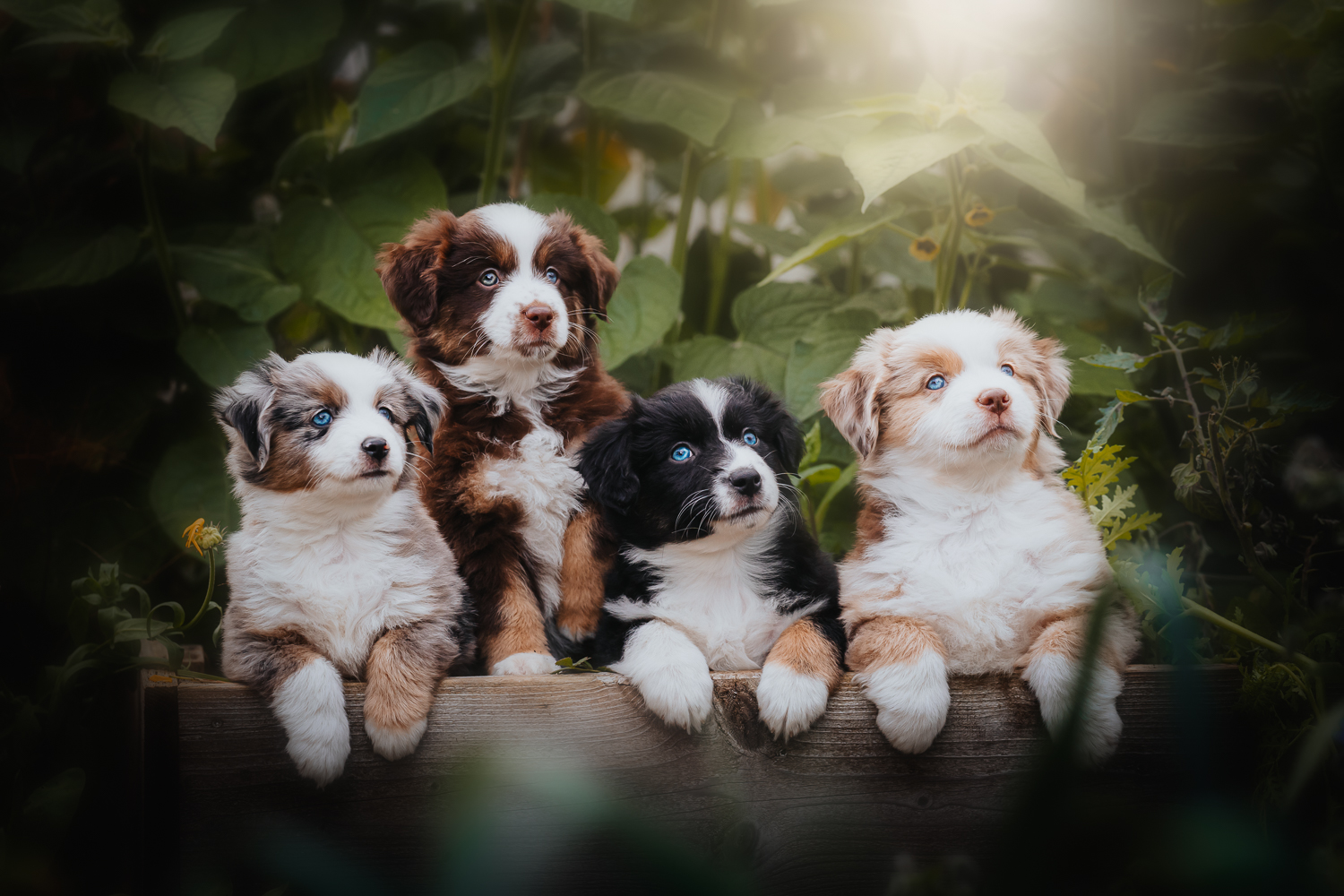 Valpar till salu – Kennel Ljuvliga