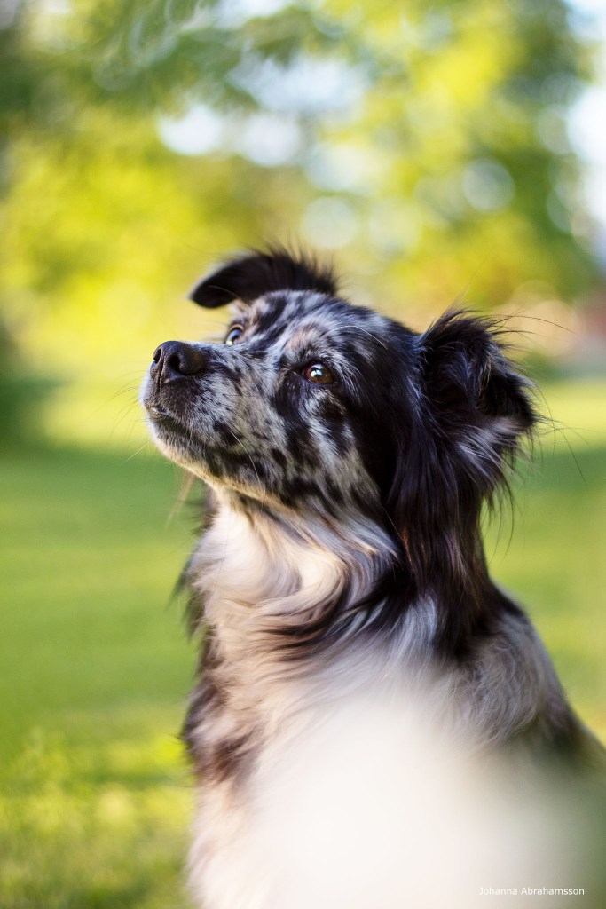 Denna bild har ett alt-attribut som är tomt. Dess filnamn är dsc_9599.jpg