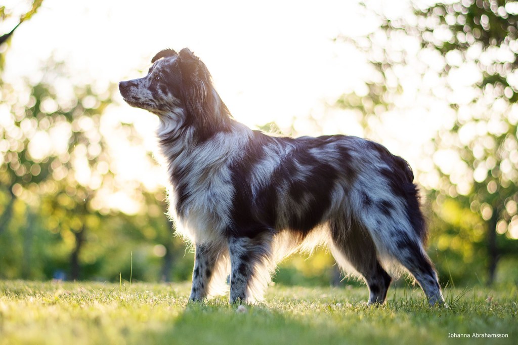 Denna bild har ett alt-attribut som är tomt. Dess filnamn är dsc_9760.jpg